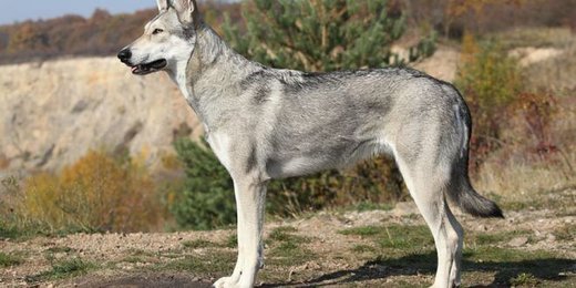 ماجرای عجیب گرگ‌های هیبریدی؛ جمع شدن هوش سگ و شجاعت گرگ در یک درنده