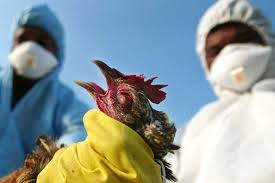 نگاه پیشگیرانه برای مقابله با آنفولانزای پرندگان