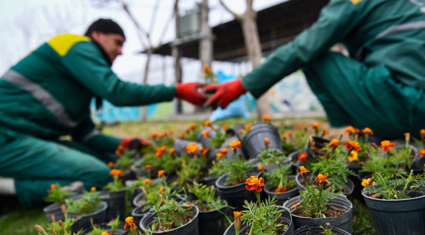 آغاز عملیات کاشت گل‌های پاییزی در فضای سبز شهرقم