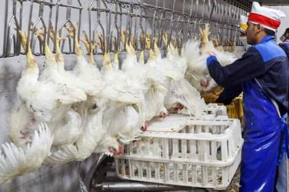کشتارگاه‌های قم مجاز به بسته‌بندی پنج درصد گوشت مرغ تولیدی هستند