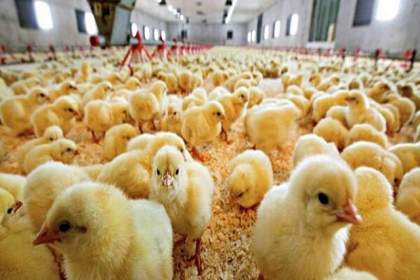 جوجه‌ ریزی مرغ گوشتی در قم ۲۰ درصد افزایش یافت