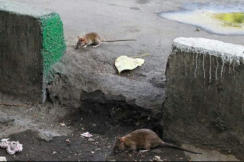 جولان شبانه روزی موش‌ها در قم