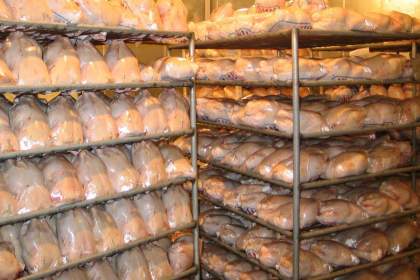 روزانه ۳۰ تُن مرغ آرین در قم ذخیره‌سازی می‌شود