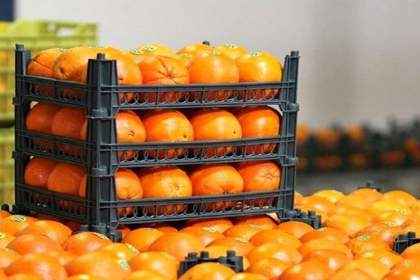 پرتقال، سیب و خرما در غرفه‌های تنظیم بازار قم عرضه می‌شود