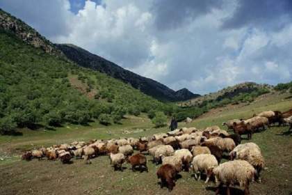 پروسه اصلاح نژاد دام یک فرآیند زمان‌بر است