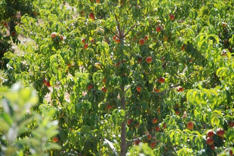 انواع باغ میوه‌های گرمسیری و سردسیری در قم موجود است