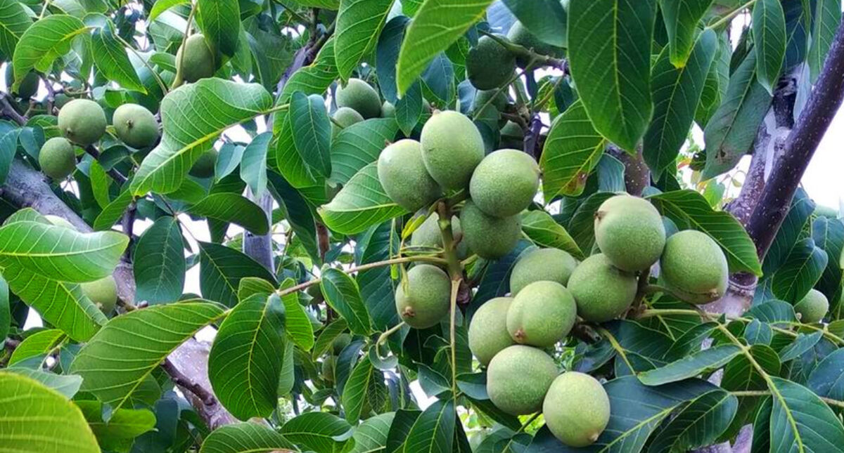 یک‌هزار و ۴۰۰ هکتار باغ گردو در قم موجود است