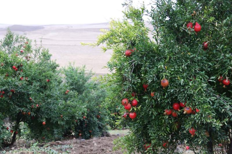 گردشگری کشاورزی در قم فعال می‌شود