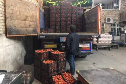 عرضه مستقیم گوجه در راستای تنظیم بازار با مشارکت شهرداری قم