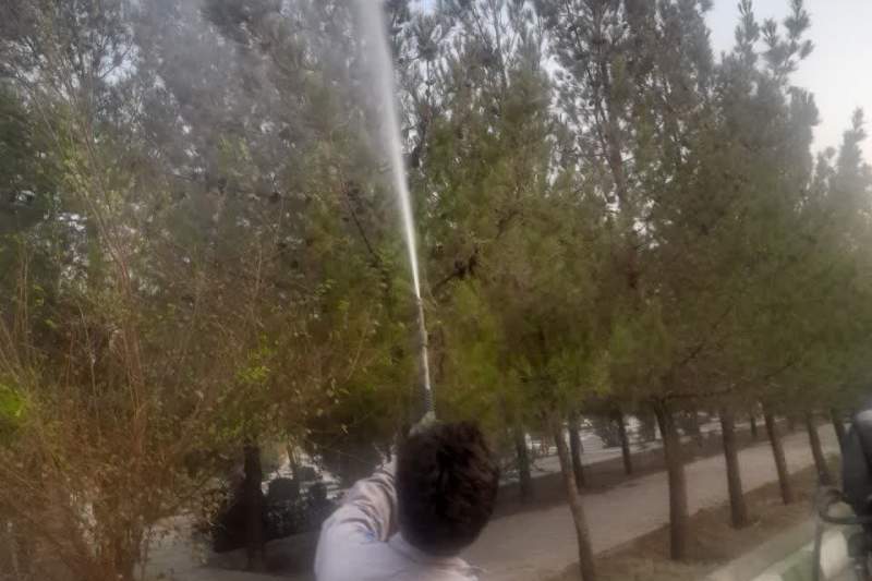 شستشوی ۱۶هزار اصله درخت آرامستان بهشت معصومه(س)