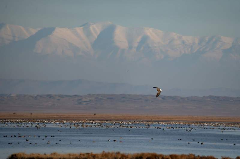 سطح حفاظتی تالاب «مُره» قم ارتقا می‌یابد