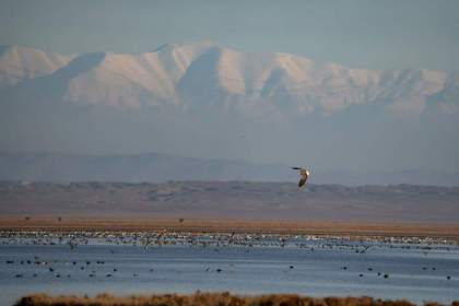 سطح حفاظتی تالاب «مُره» قم ارتقا می‌یابد